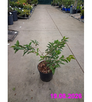 Prunus incisa 'Paean' C 2,5 L